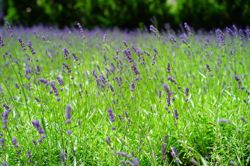 flower, wildblue, lavandula angustifolia, flora, inflorescence, lavender, aromatic, nature, day, flowerbed, homeopathy, medicinal plant, lamiaceae, fragrant