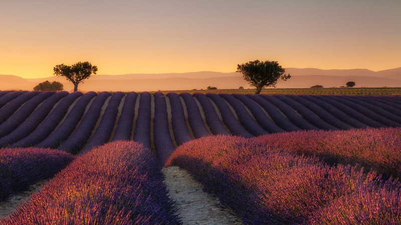 tree, no people, lanzoni, environment, nature, tranquility, agriculture, lavender, 1080P, outdoors, marzio, idyllic, flowering plant, valensole, growth