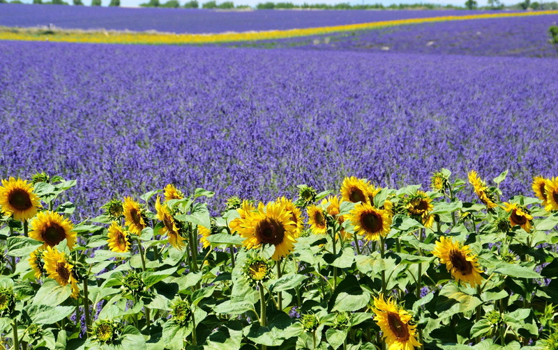 provence, field, france, sunflower, lavender, summer, mediterranean, valensole, south, 1080P, lavender-field, purple