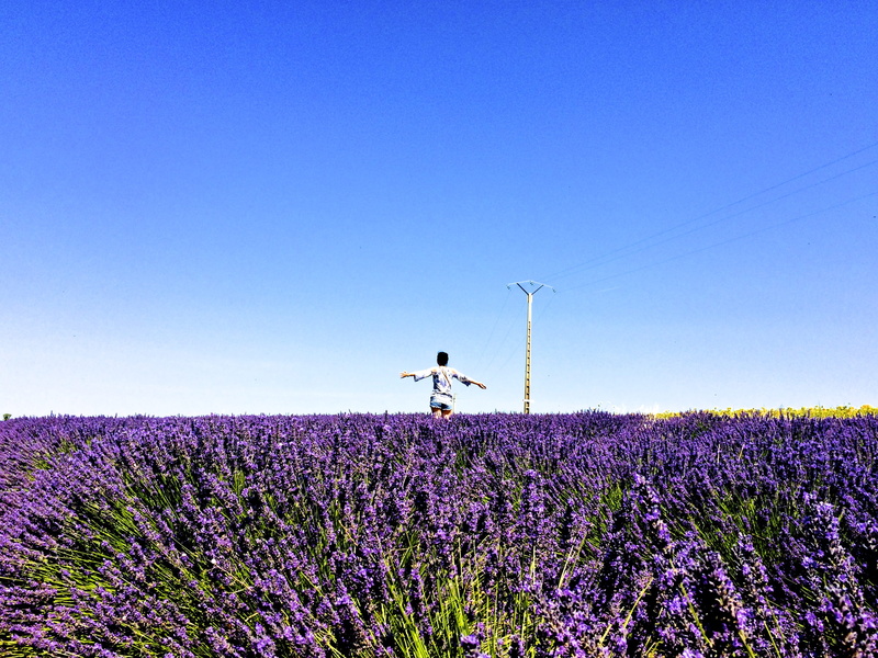 environment, girl, lavender, blue, outdoors, flower, tranquility, lavender colored, sky, purple, tranquil scene, valensole, scenics - nature, one person