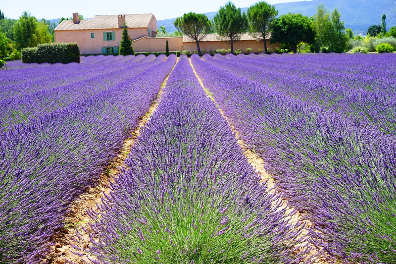 wild plant, blooming lavender, estate, lavender meadow, herb, flora, lavender colored, scented plant, purple, lilac blue, lamiaceae, botany, decorative