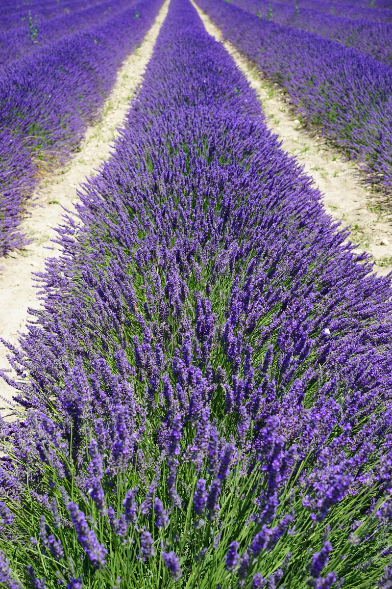 flora, narrow leaf lavender, flower head, herbs, green, scented plant, flowering plant, fragrant, true lavender, lavender cultivation, away, lane, inflorescence