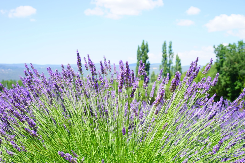vulnerability, scented plant, lamiaceae, purple, flower, flowers, bed, narrow leaf lavender, lavendula, french, lavender field, agriculture, sky, france