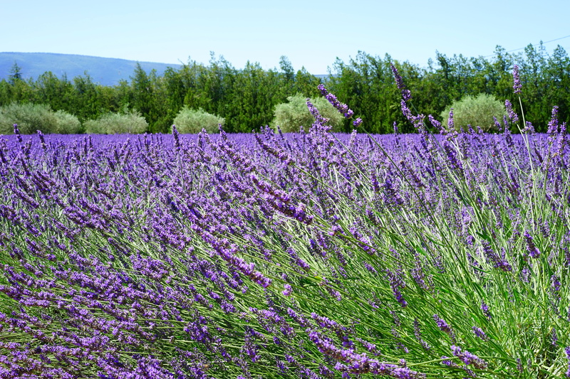 landscape, lilac blue, plant, fragrance, Blossom, lavender blossom, wild plant, beauty in nature, lavender field, fragrant, homeopathy, fragility, day