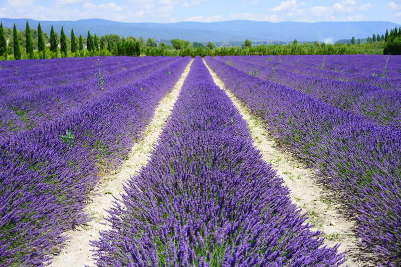 plant, meadow, flowering plant, inflorescence, flower, narrow leaf lavender, field, green, plantation, lavandula angustifolia, purple, lilac blue, french