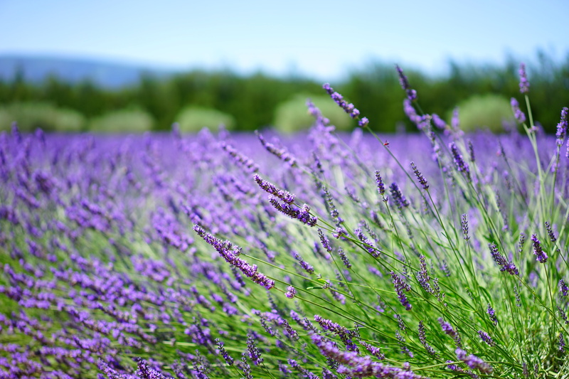 lavender cultivation, beauty in nature, flower, flowering plant, agriculture, inflorescence, cottage garden, fragility, wild plant, freshness, green, botany