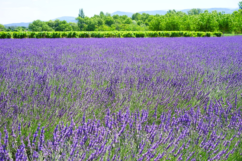 medicinal plant, flower head, vulnerability, beauty in nature, scented, flora, field, cottage garden, homeopathy, growth, lavandula vera, french, freshness