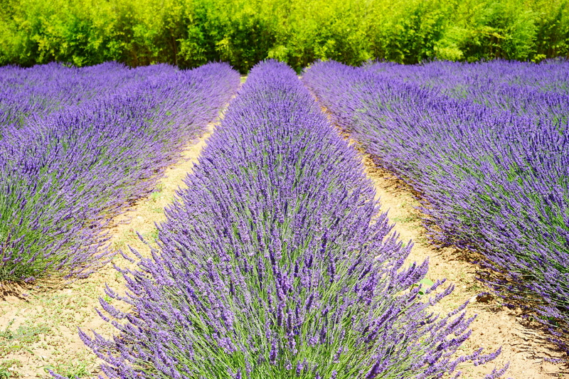 flowerbed, agricultural economics, flowering plant, scented plant, flower, violet, cottage garden, flower head, narrow leaf lavender, petals, green, french