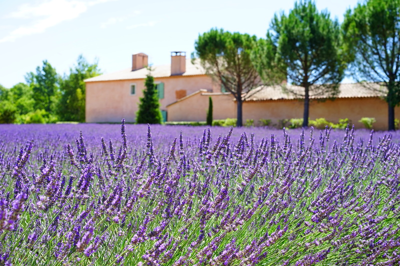 abundance, lavandula officinalis, tree, lavender cultivation, estate, daytime, purple, flowerbed, fragrance, vulnerability, petals, summer, flowers, dunkellia