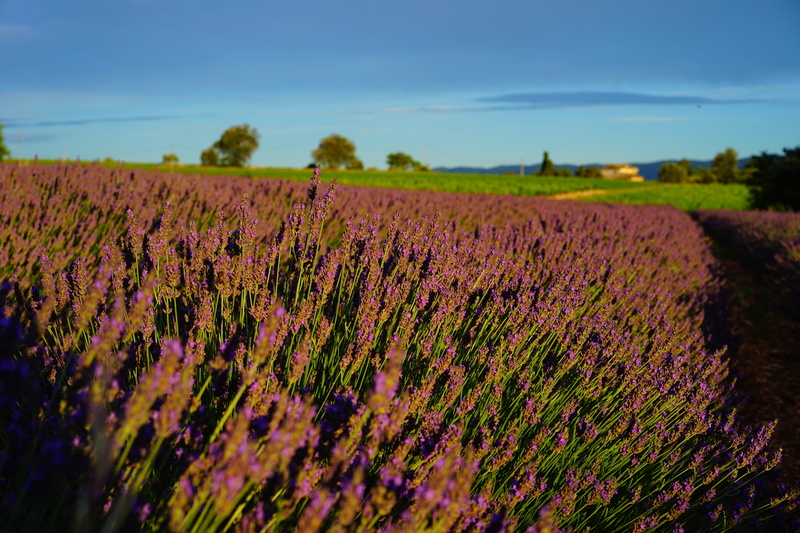 french, flora, lavender flowers, field, plant, growth, decorative, medicinal plant, springtime, homeopathy, fragrant, garden flowers, lavandula vera, purple