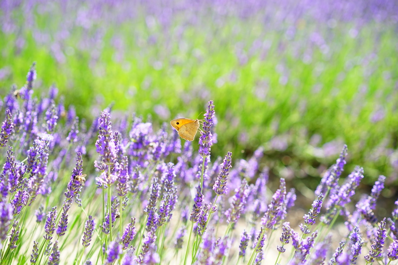 beauty in nature, springtime, close-up, summer flowers, crop, 5K, skipper, animal wing, lavender cultivation, aroma, summer, aromatic, insect, field, perched