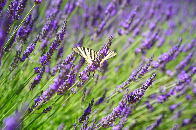 wildblue, medicinal plant, butterfly, butterfly - insect, scented plant, pollination, petals, 5K, lavender field, botany, flower, fragrance, vulnerability