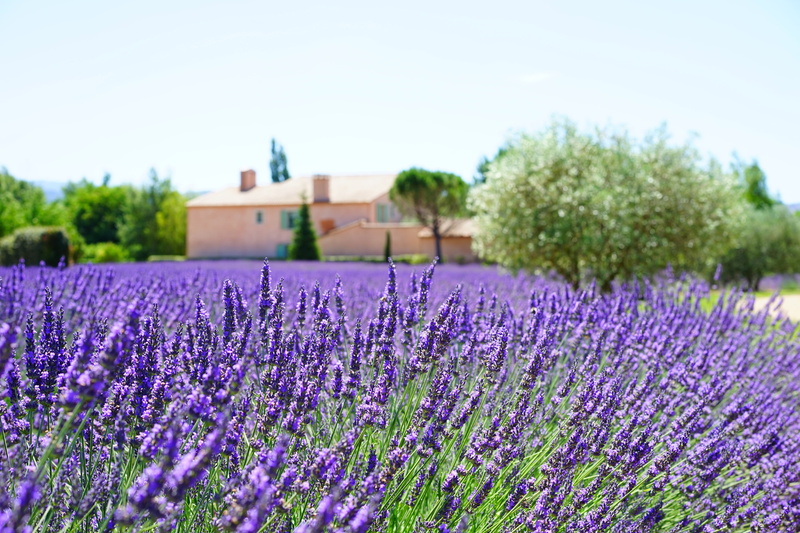 blooming lavender, agriculture, lavender colored, flower head, property, lavender, 5K, fragrant, aromatic, crop, inflorescence, beauty in nature, petals