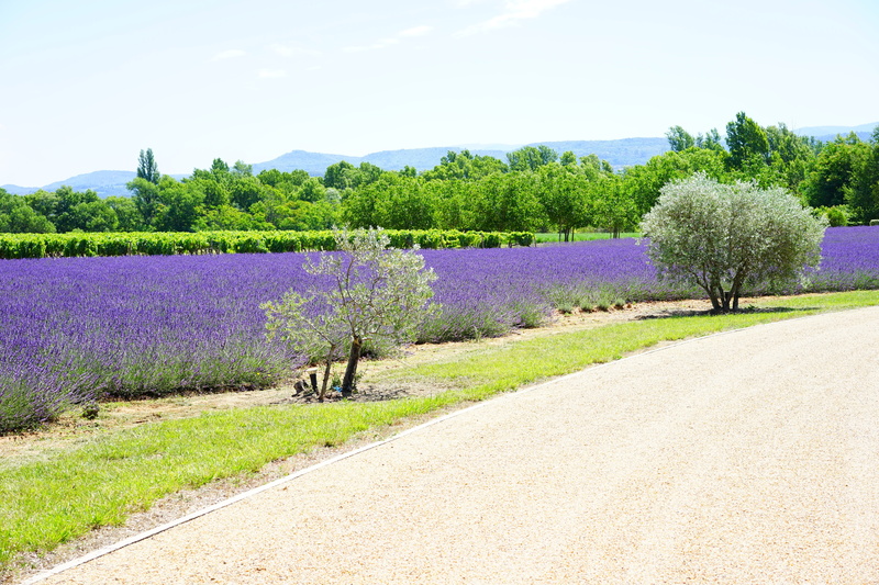 herbs, inflorescence, scented plant, sky, garden, tree, homeopathy, aroma, garden flowers, flower meadow, summer flowers, plant, no people, provence, aromatic