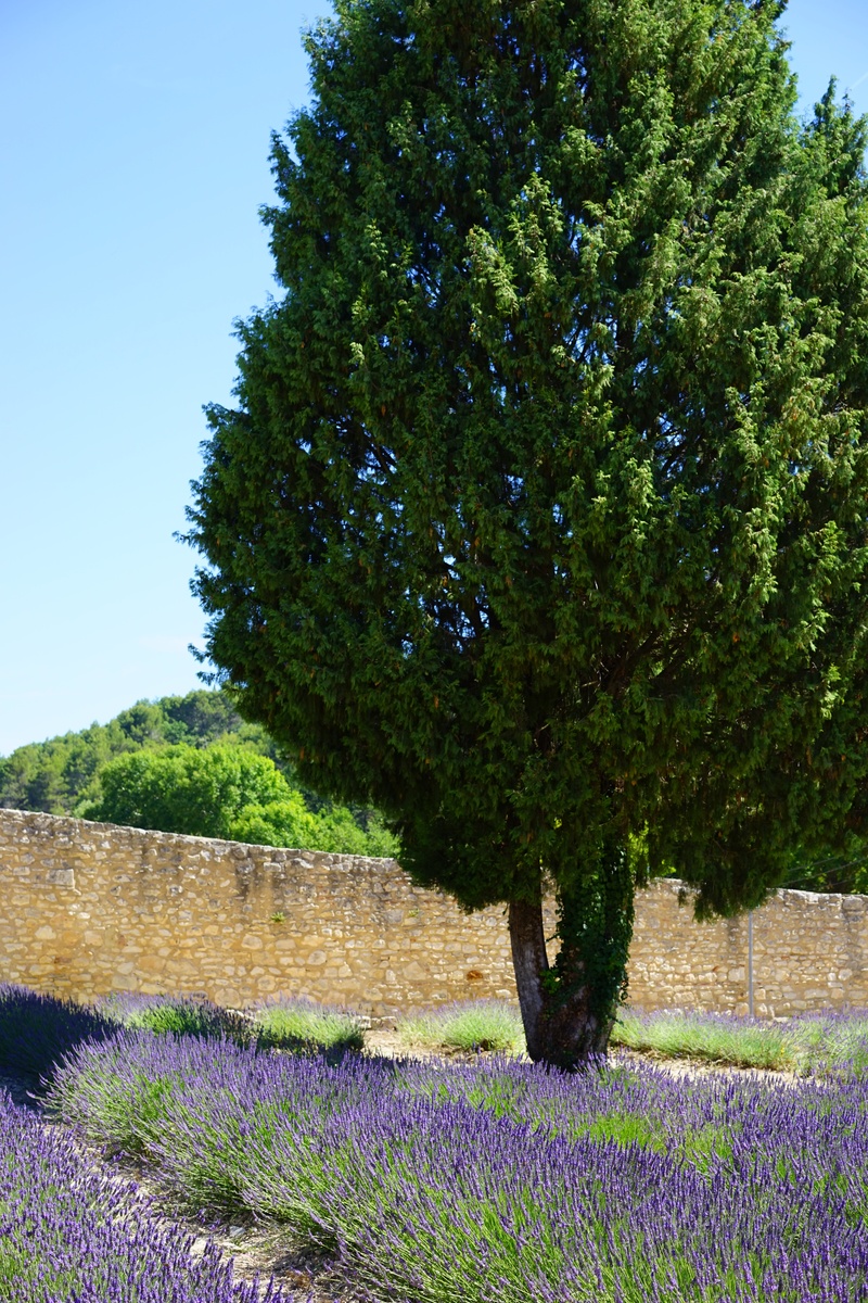 tranquil scene, flowering plant, lavender, scenics - nature, summer flowers, inflorescence, true lavender, provence, landscape, tree, lilac blue, plant