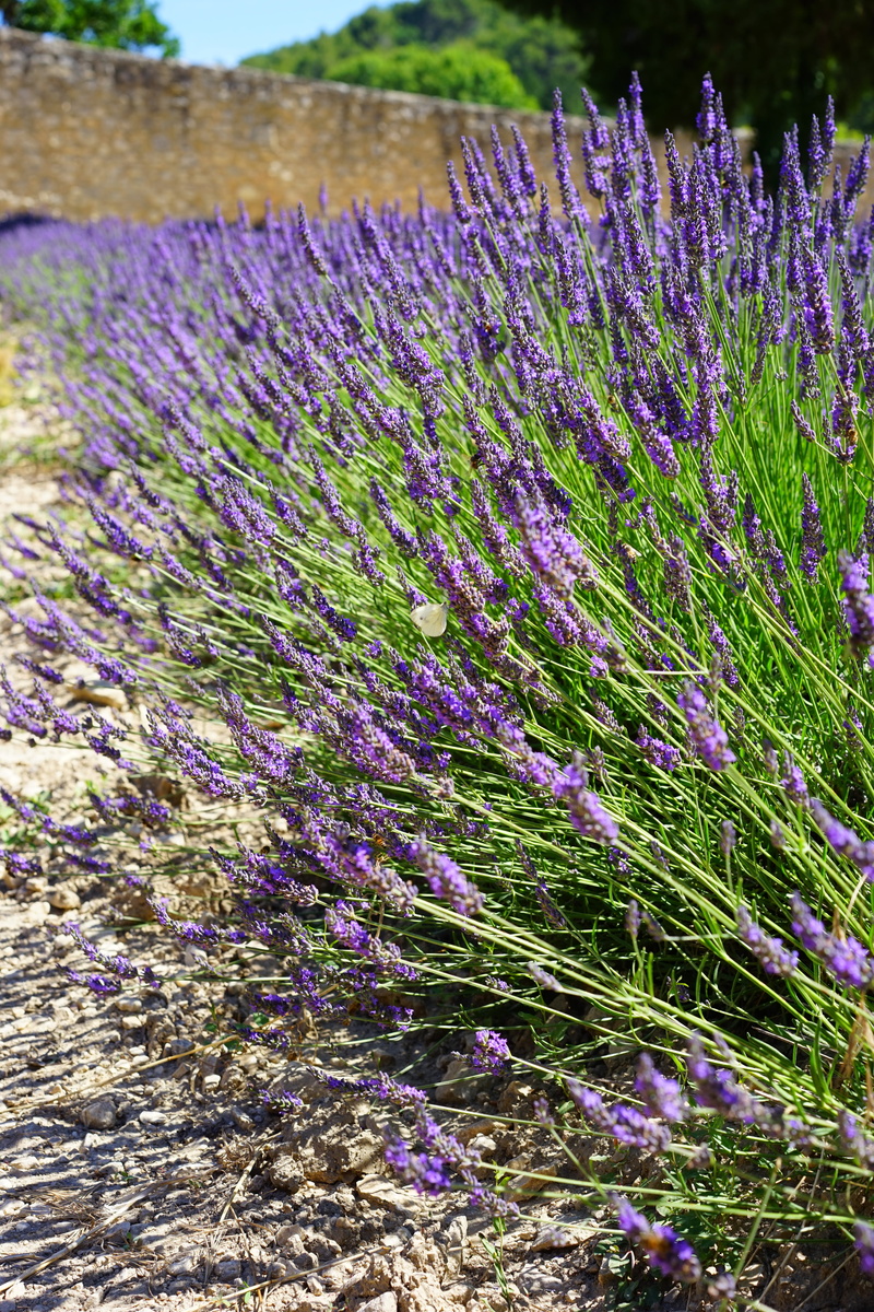 tranquility, flower head, blooming lavender, blue, blossom, summer flowers, floral, vulnerability, aromatic, plant, herb, decorative, flower meadow, close-up
