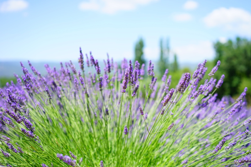lavender, homeopathy, summer, garden flowers, dunkellia, 5K, garden, petaled, plant, close-up, ornamental garden, crop, bed, lamiaceae, freshness, aromatic