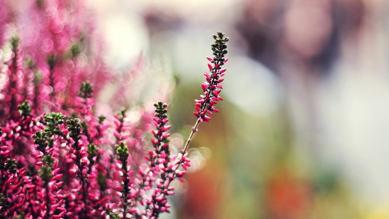 freshness, close-up, purple, fragility, growth, flowering plant, beauty in nature, pink flowers, herb, no people, nature, vulnerability, macro, depth of field