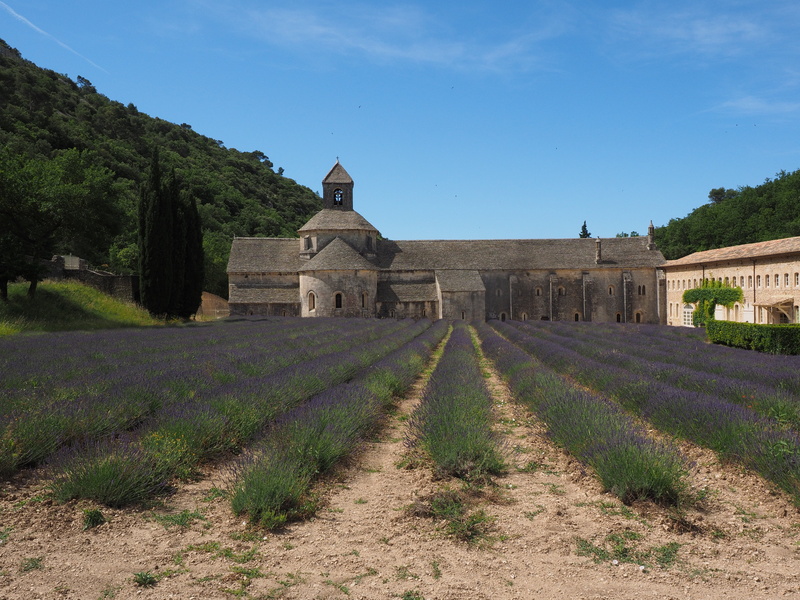 abbey, wild plant, lavender flowers, building exterior, france, bistum avignon, vaucluse, nature, the past, land, field, lavender, place of worship, 4K