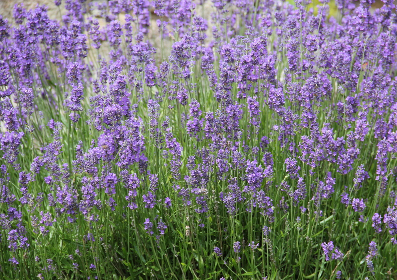 lavender colored, purple, summer flower, lavender field, flora, day, land, flowering plant, violet, time of year, lavandula, beauty in nature, growth, springtime