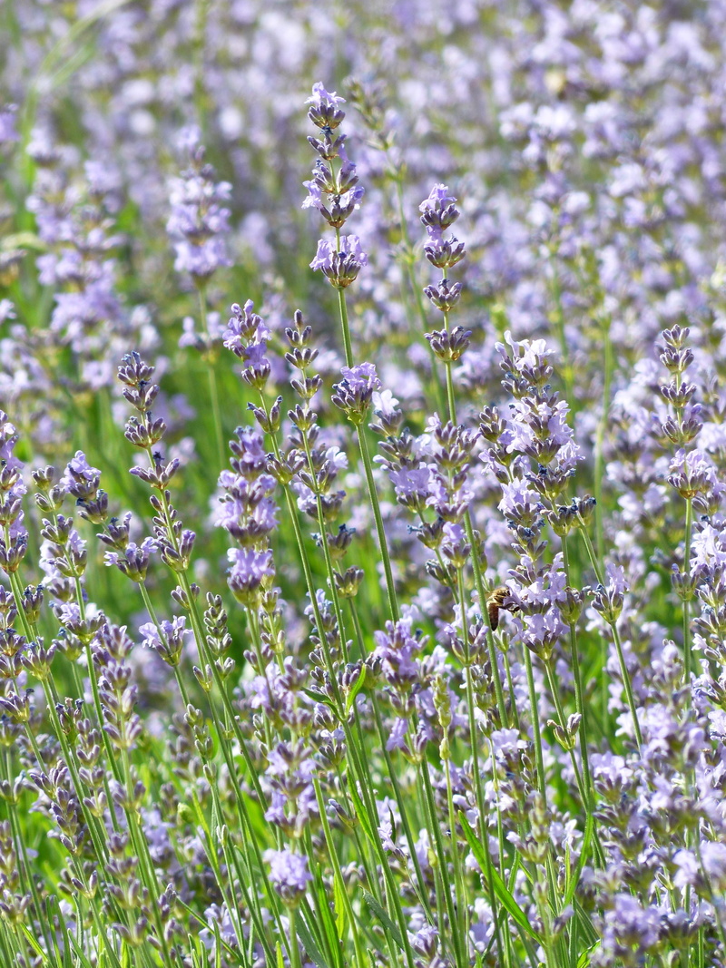 springtime, petal, lamiaceae, no people, beauty in nature, outdoors, lavender field, nature, land, lavandula vera, flower, tranquility, true lavender, lavandula officinalis