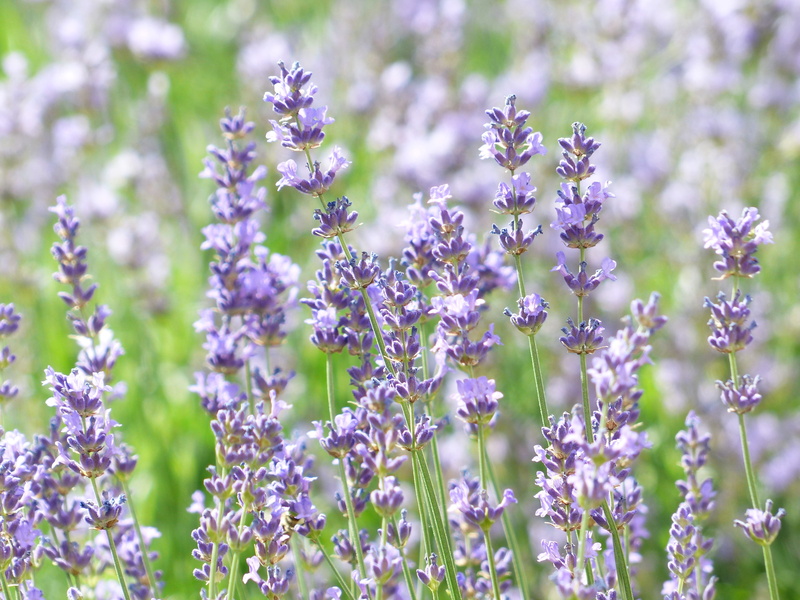 lavandula, plant, crop, narrow leaf lavender, ornamental plant, close-up, focus on foreground, Field, lavandula angustifolia, lavandula vera, growth, lamiaceae