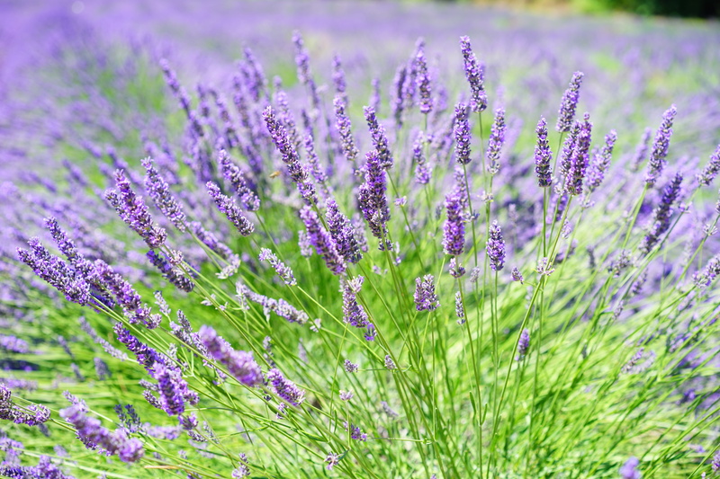 freshness, true lavender, homeopathy, plant, herbal, selective focus, flower, lavandula officinalis, growing, rural, lavandula angustifolia, scented plant