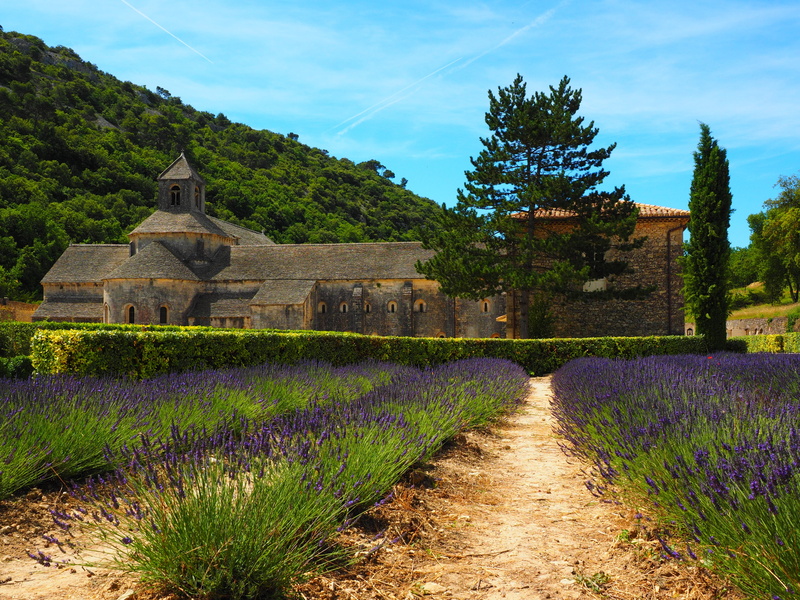 lavender cultivation, meadow, place of worship, tree, flower, lavender flowers, nature, aroma, wildblue, true lavender, lavendula, growth, lavender blossom