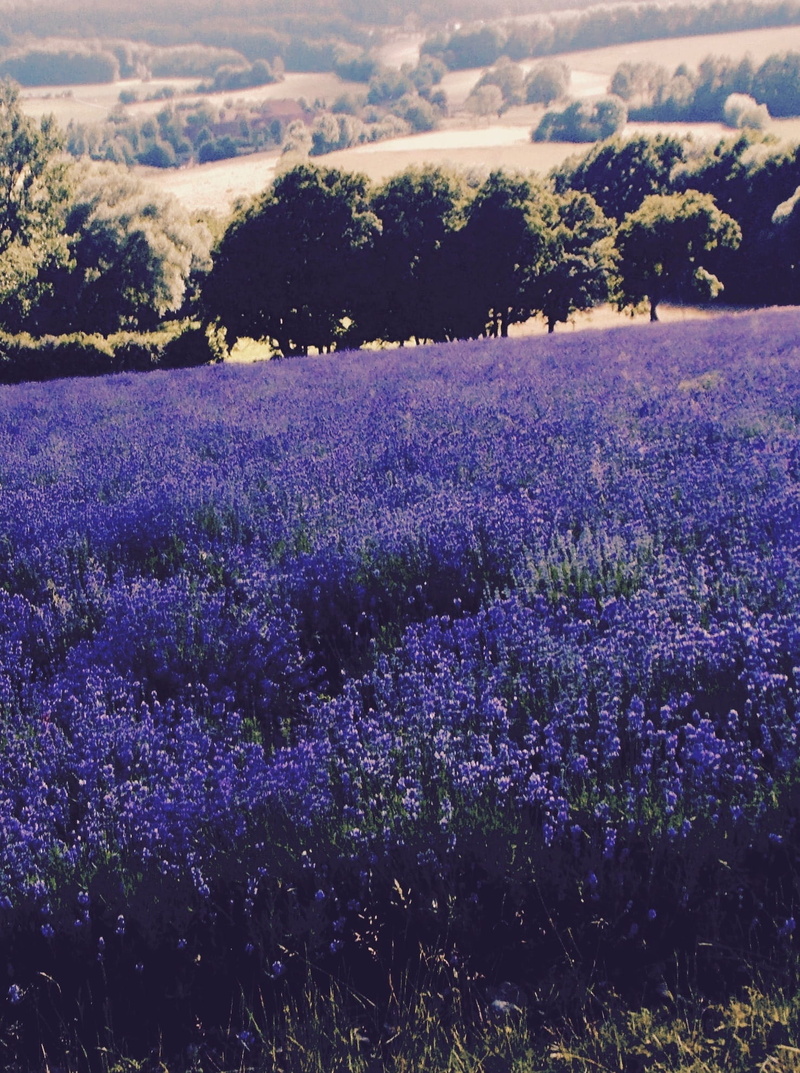 land, plant, growth, lip, fragrance, lavandula officinalis, lavender cultivation, flower, detmold, Field, nature, lavandula angustifolia, fragility, lavender flowers