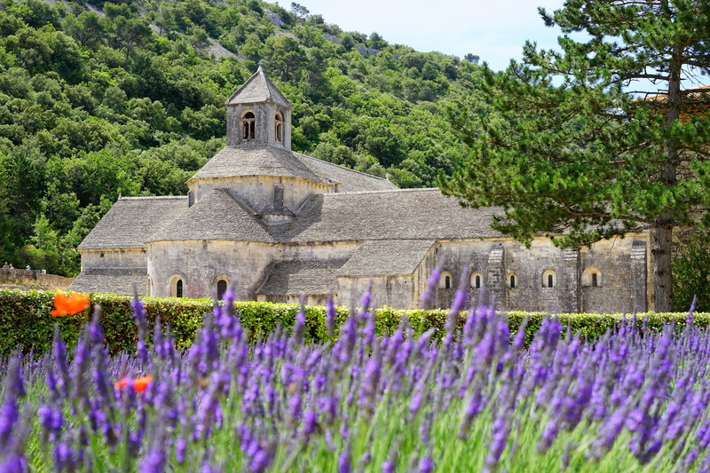 religion, notre dame de sénanque, built structure, lavandula officinalis, botany, wild plant, decorative, wildblue, lamiaceae, lavender cultivation, ornamental garden