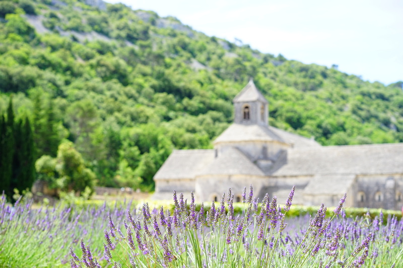 cottage garden, flowering plant, lavender, true lavender, freshness, nature, building, department of vaucluse, wild plant, narrow leaf lavender, day, herbs