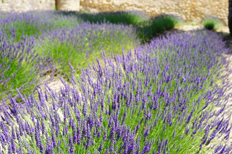 inflorescence, cottage garden, lavender flowers, flowers, land, lavandula vera, medicinal plant, aromatic, garden, wild plant, true lavender, homeopathy