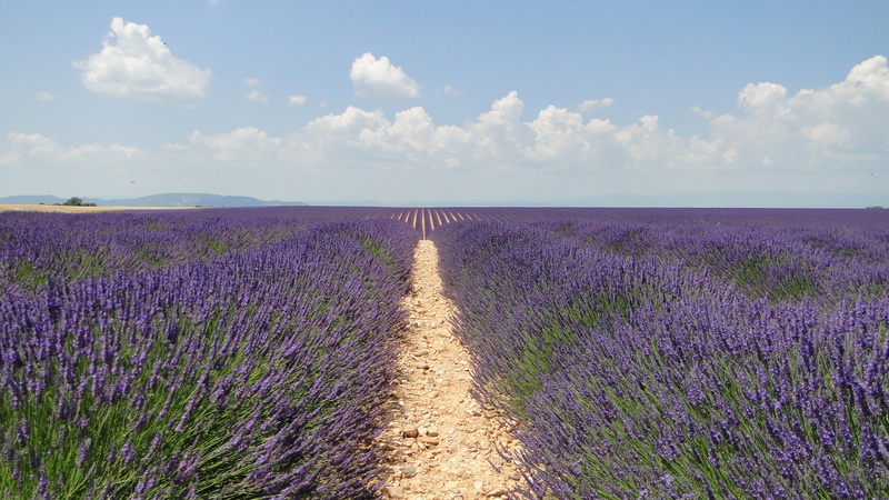 plant, purple, land, 2K, flower, outdoors, scenics, tranquility, photography, growth, scenics - nature, valensole, landscape, field, bed, cloud - sky