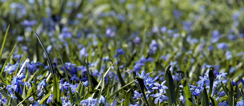 flowering plant, blossom, bluebell, freshness, bloom, purple, flora, growth, hydrangea, nature, green color, spring, garden, grass, map, photography, crocus