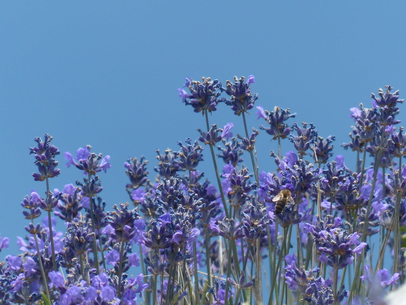 flowering plant, purple, close-up, nature, day, beauty in nature, sky, wild plant, lavandula vera, lilac, blossom, springtime, no people, bouquet, narrow leaf lavender