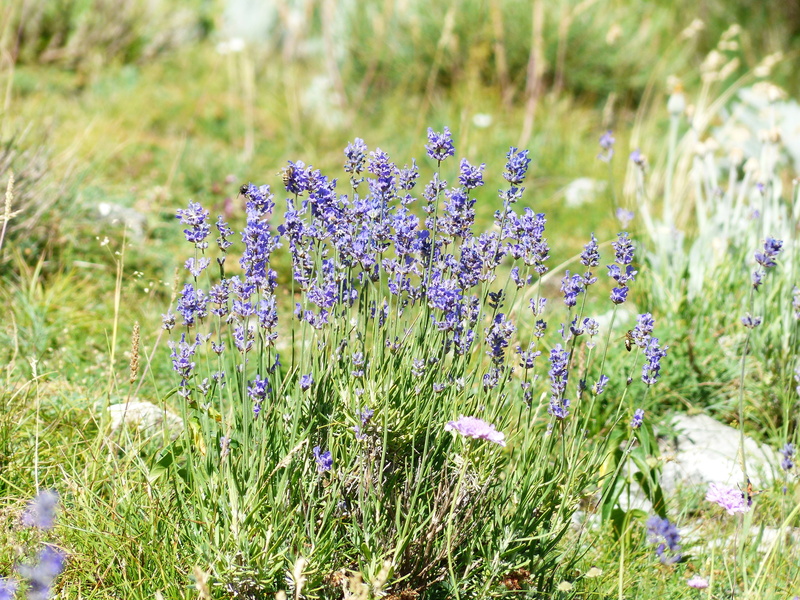 beauty in nature, lavandula angustifolia, focus on foreground, no people, land, flower, medicinal plant, true lavender, tranquility, flower head, springtime