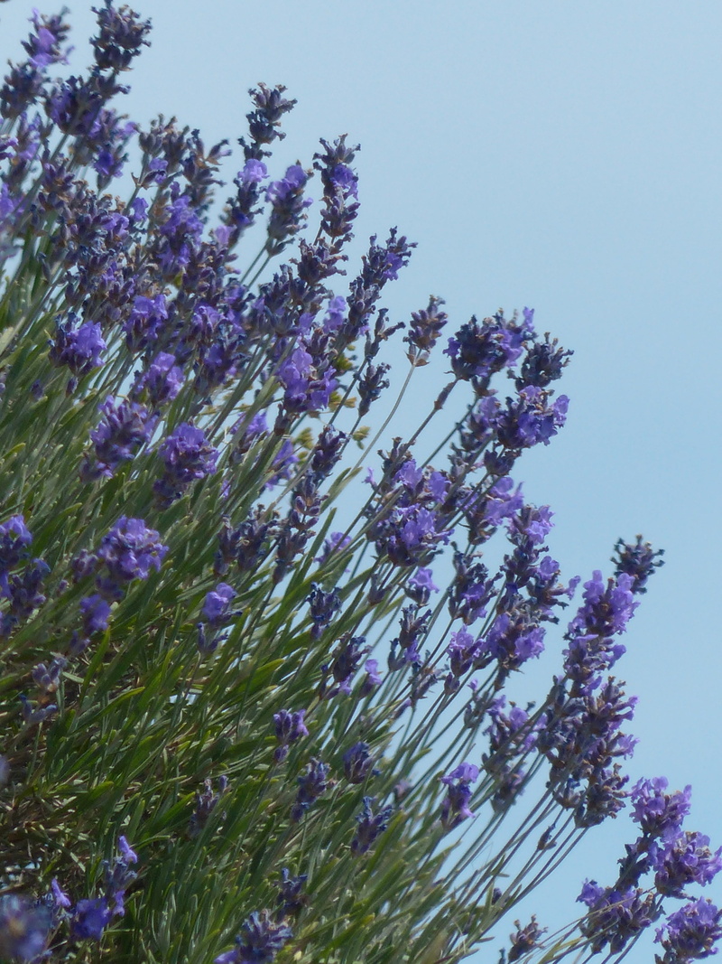 vulnerability, day, tranquility, true lavender, lavandula angustifolia, clear sky, no people, crop, flowering plant, plant, flowers, fragility, smell, low angle view