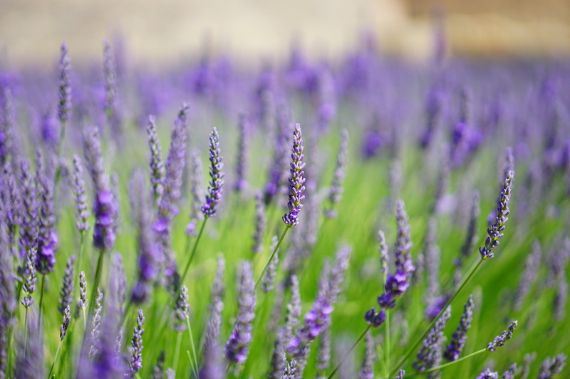 springtime, field, flowers, wildblue, violet, wild plant, plant, food and drink, aromatic, agriculture, blue, fragrance, fragrant, narrow leaf lavender