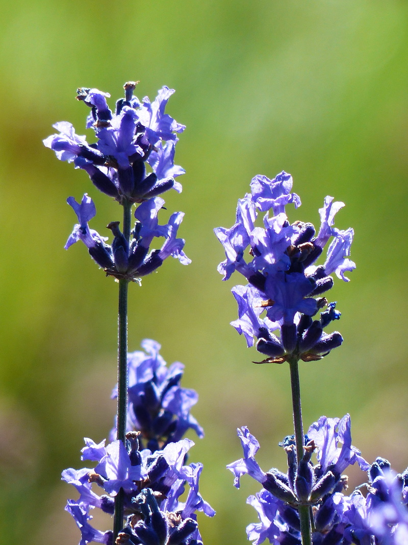 growth, true lavender, inflorescence, 4K, scented plant, Flower, lavandula vera, selective focus, lavender flowers, close-up, petal, flowers, lamiaceae