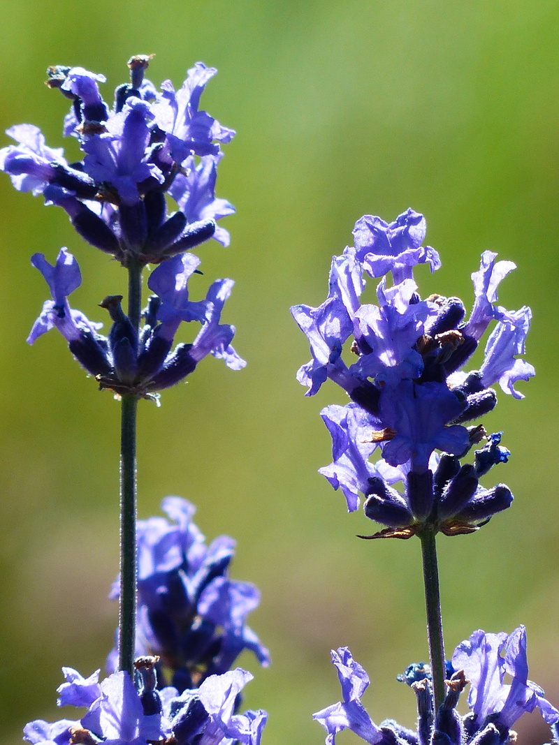 narrow leaf lavender, medicinal plant, summer, smell, nature photography, true lavender, plant stem, petal, freshness, outdoors, inflorescence, springtime