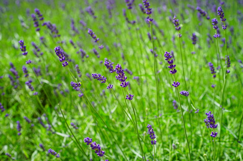 botany, nature, 5K, true lavender, freshness, close-up, petals, herbs, food, flowering plant, plant, healthcare and medicine, herb, provence, plain, crop