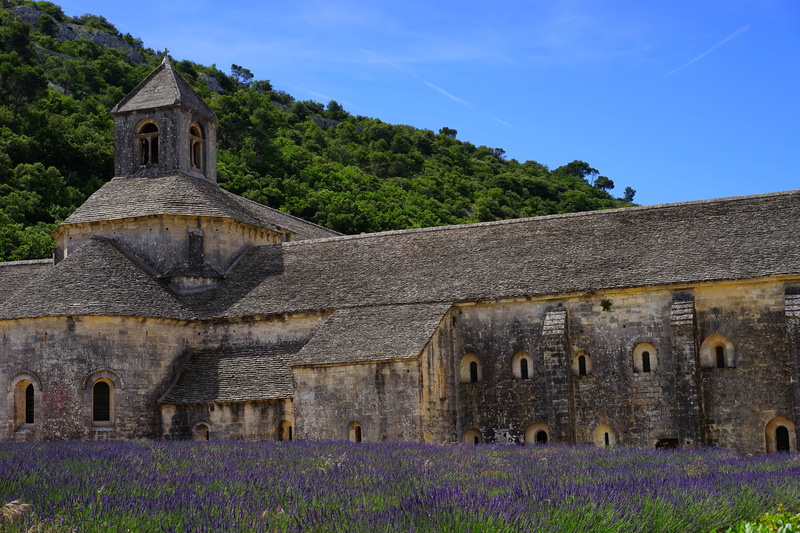 monastery, fragrance, garden flowers, bistum avignon, cistercian monks, flora, lavandula vera, herb, decorative, gordes, abbey, lavender blossom, nature