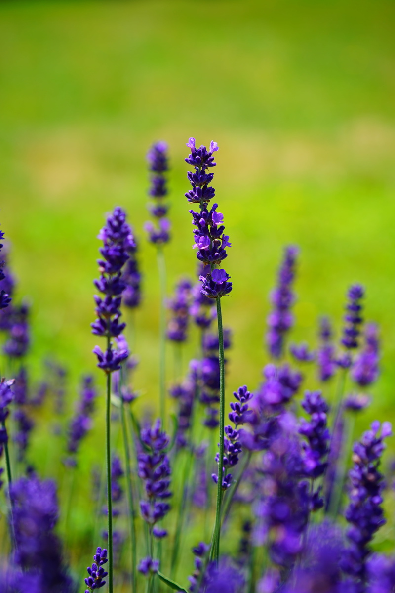 flowers, flowering plant, no people, purple, violet, plant stem, ornamental plant, outdoors, flower, lavandula vera, selective focus, flower head, medicinal flower
