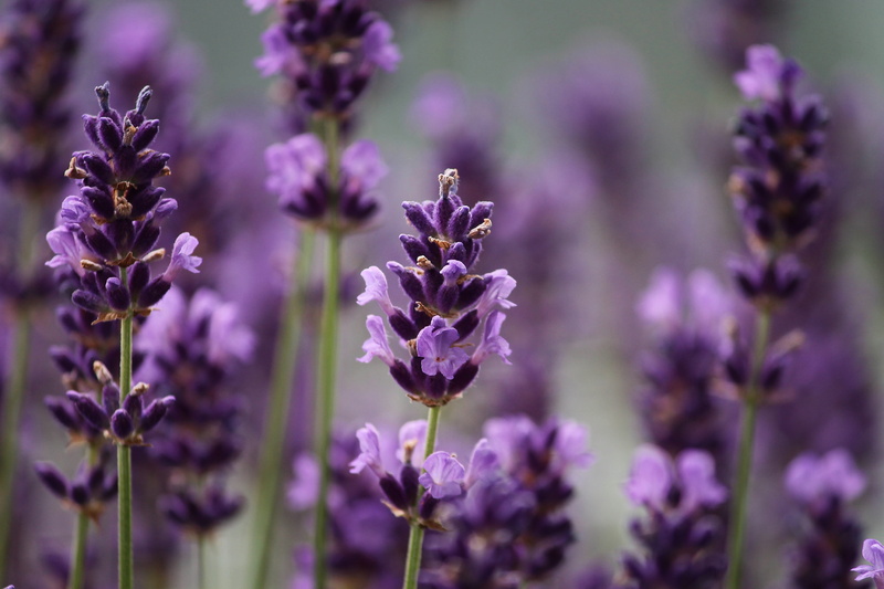 freshness, lavandula officinalis, purple, inflorescence, green, food and drink, lavandula, beauty in nature, animal themes, no people, nature, 4K, flowers
