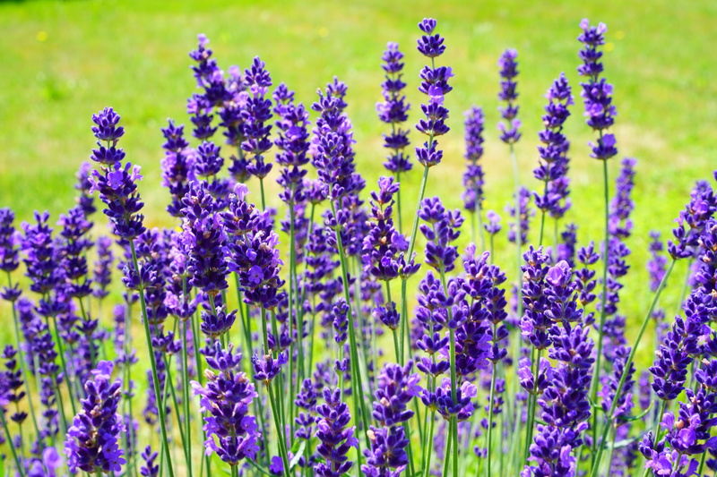 focus on foreground, true lavender, inflorescence, lavandula, lavandula angustifolia, bloom, ornamental plant, field, freshness, flower head, scented plant