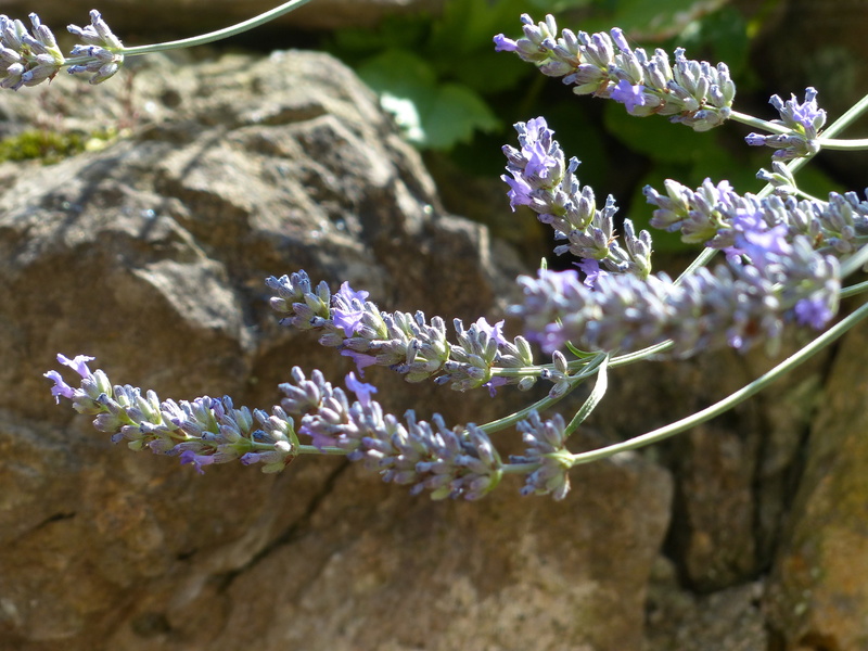 no people, light purple, outdoors, nature, narrow leaf lavender, growth, close-up, helllila, plant, flower head, lamiaceae, lavender, insect, ornamental plant