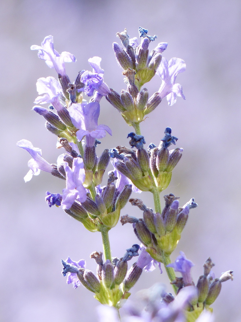 vulnerability, growth, lavender flowers, lavandula, botany, freshness, true lavender, lavandula officinalis, violet, lavandula vera, fragility, lamiaceae