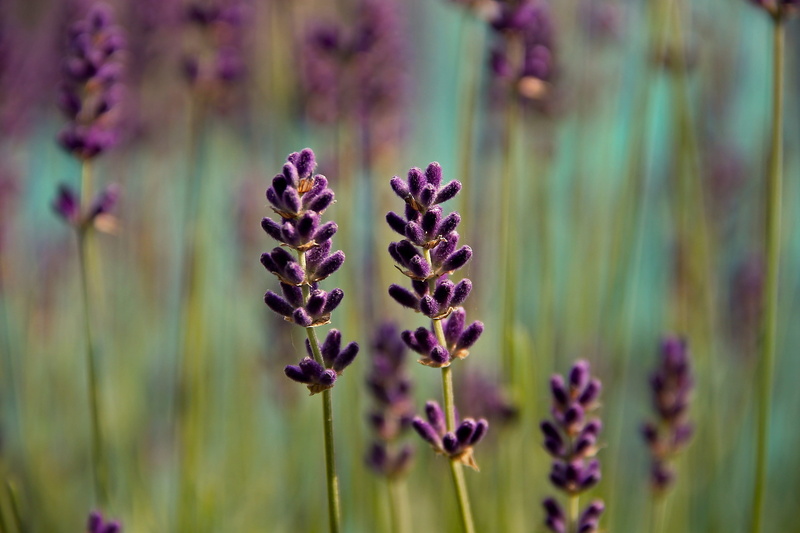 beauty in nature, flowering plant, ornamental plant, flowers, lavender flowers, lavandula officinalis, nature, lavandula, plant, day, flower, blooming lavender