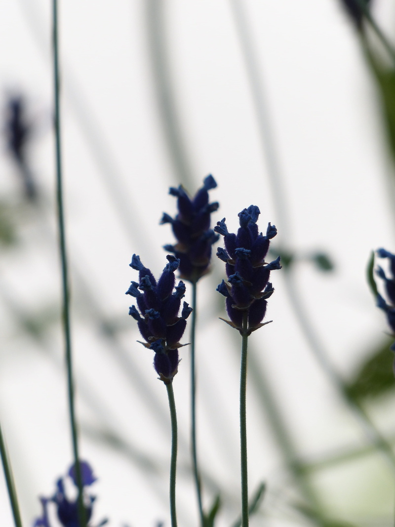 lavandula vera, narrow leaf lavender, plant stem, plant, lavandula angustifolia, freshness, ornamental plant, purple, crop, petal, focus on foreground