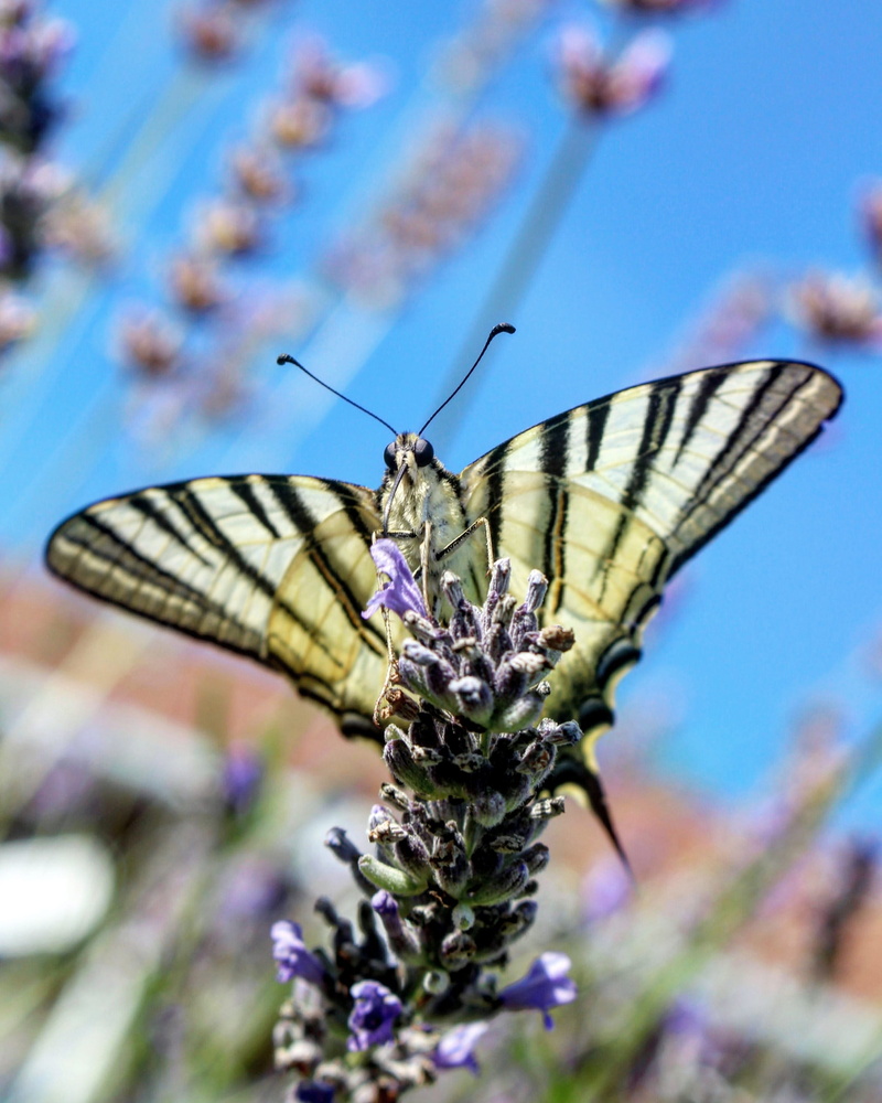 vulnerability, plant, spring, butterfly on a flower, close-up, flower head, purple, butterfly, nature, no people, beauty in nature, fragility, animals in the wild